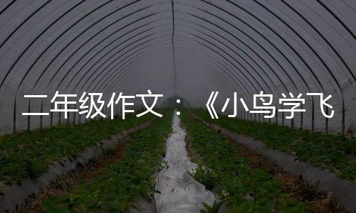 二年小鸟学文飞翔级作